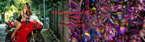 индика Аркадак